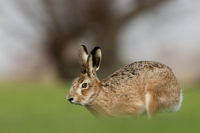 BUITEN BEELD Foto: 53965