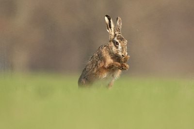 BUITEN BEELD Foto: 53966