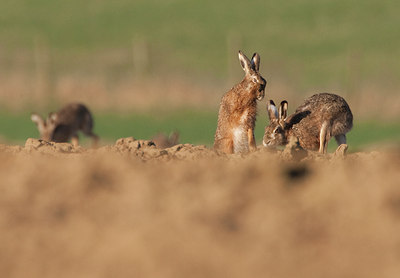 BUITEN BEELD Foto: 53971