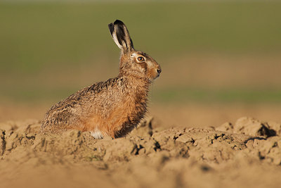 BUITEN BEELD Foto: 53975