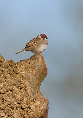 BUITEN BEELD Foto: 53979