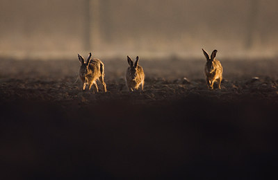 BUITEN BEELD Foto: 53989