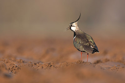 BUITEN BEELD Foto: 53997
