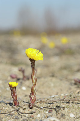 BUITEN BEELD Foto: 54009