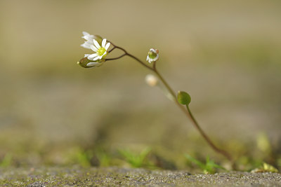 BUITEN BEELD Foto: 54011