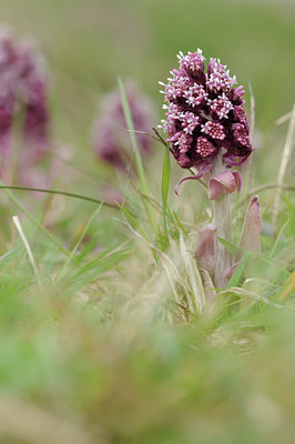 BUITEN BEELD Foto: 54014
