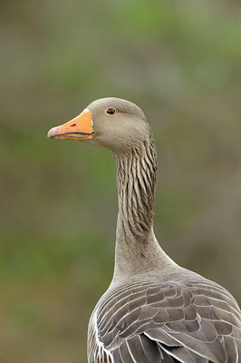 BUITEN BEELD Foto: 54017