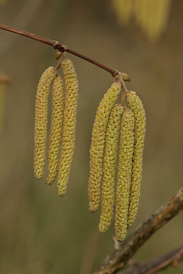 BUITEN BEELD Foto: 54024