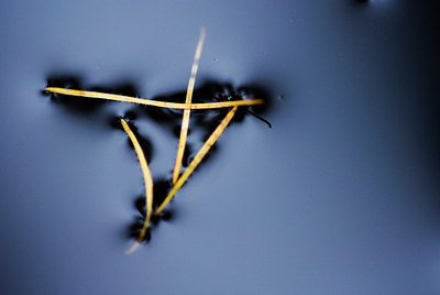 BUITEN BEELD Foto: 54030