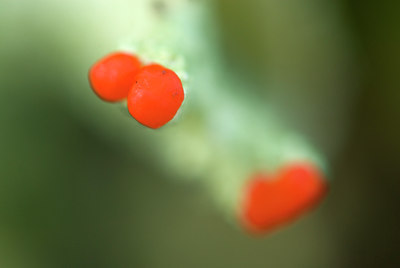 BUITEN BEELD Foto: 54038