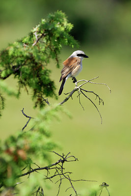 BUITEN BEELD Foto: 54056