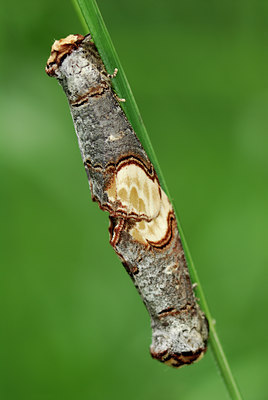 BUITEN BEELD Foto: 54058