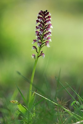 BUITEN BEELD Foto: 54069