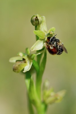 BUITEN BEELD Foto: 54083