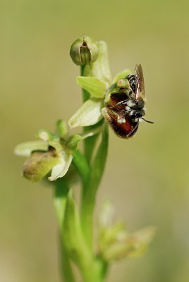 BUITEN BEELD Foto: 54084