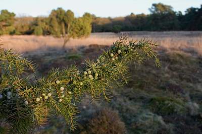 BUITEN BEELD Foto: 54125