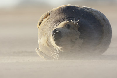 BUITEN BEELD Foto: 54164