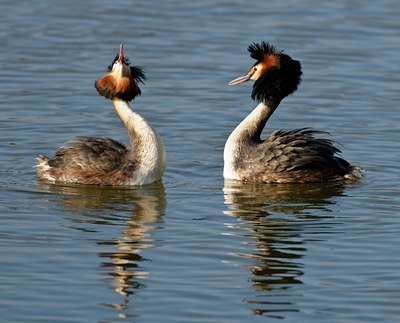 BUITEN BEELD Foto: 54294