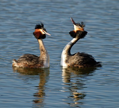 BUITEN BEELD Foto: 54295