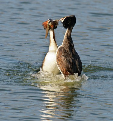 BUITEN BEELD Foto: 54298