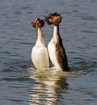 BUITEN BEELD Foto: 54306