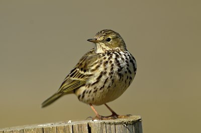 BUITEN BEELD Foto: 54310