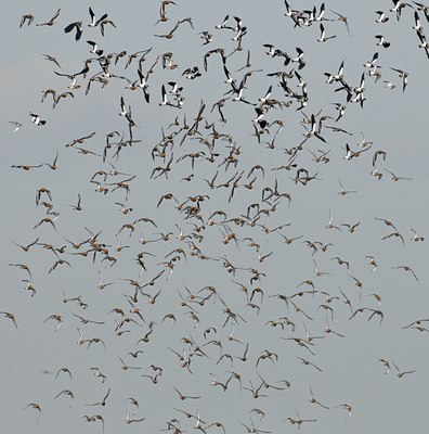 BUITEN BEELD Foto: 54333