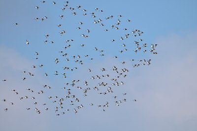 BUITEN BEELD Foto: 54338