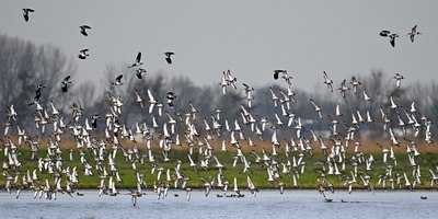 BUITEN BEELD Foto: 54353