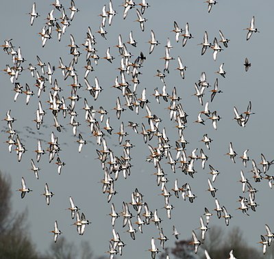 BUITEN BEELD Foto: 54356