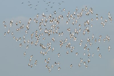 BUITEN BEELD Foto: 54358