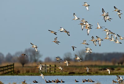 BUITEN BEELD Foto: 54364