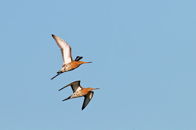 BUITEN BEELD Foto: 54369