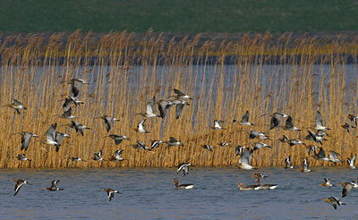 BUITEN BEELD Foto: 54378