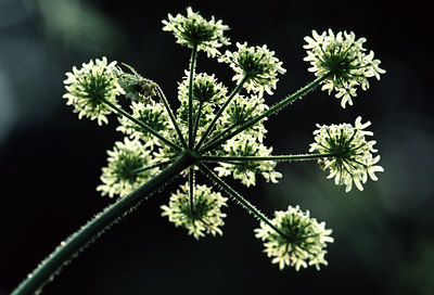 BUITEN BEELD Foto: 54379