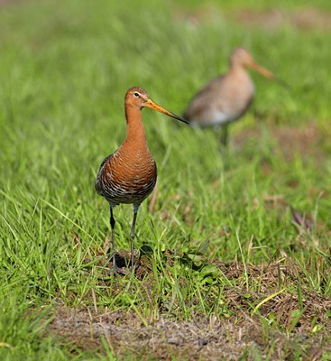 BUITEN BEELD Foto: 54386