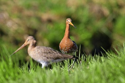 BUITEN BEELD Foto: 54389