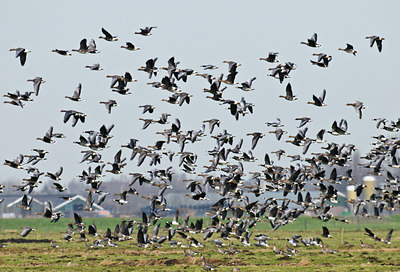 BUITEN BEELD Foto: 54412