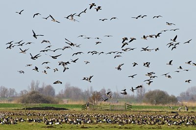 BUITEN BEELD Foto: 54427