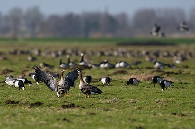 BUITEN BEELD Foto: 54429