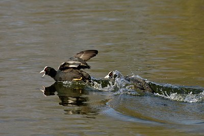 BUITEN BEELD Foto: 54431