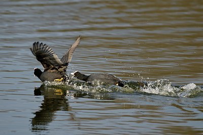 BUITEN BEELD Foto: 54433