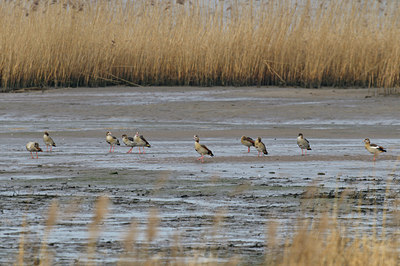 BUITEN BEELD Foto: 54435