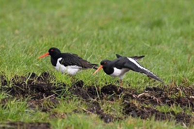 BUITEN BEELD Foto: 54437
