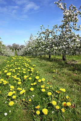 BUITEN BEELD Foto: 54448