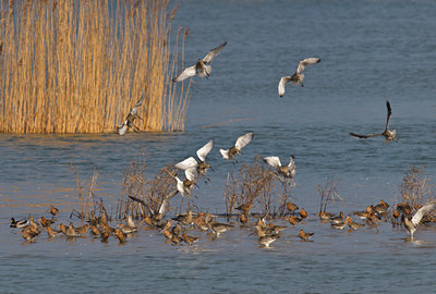 BUITEN BEELD Foto: 54456