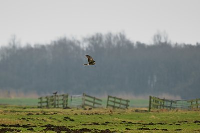 BUITEN BEELD Foto: 54465