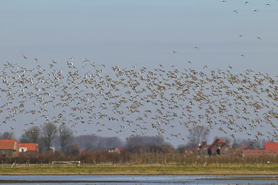 BUITEN BEELD Foto: 54497
