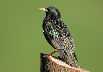 BUITEN BEELD Foto: 54620