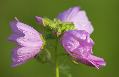 BUITEN BEELD Foto: 54642